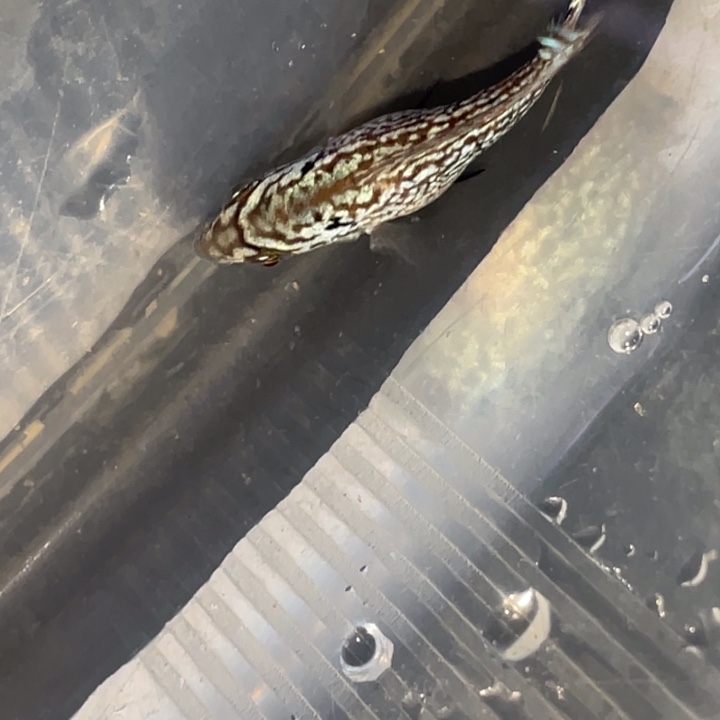 罗汉鱼马来西亚花罗汉鱼