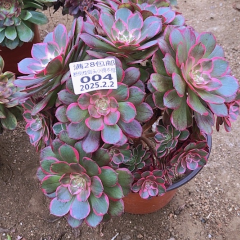 2.2-4粉花妖多肉植物坎过