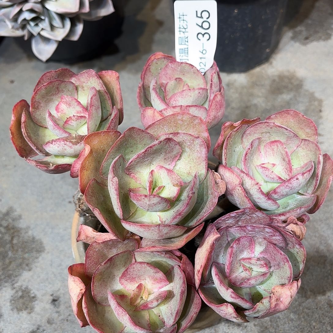 天**爱同温层多肉原始初365