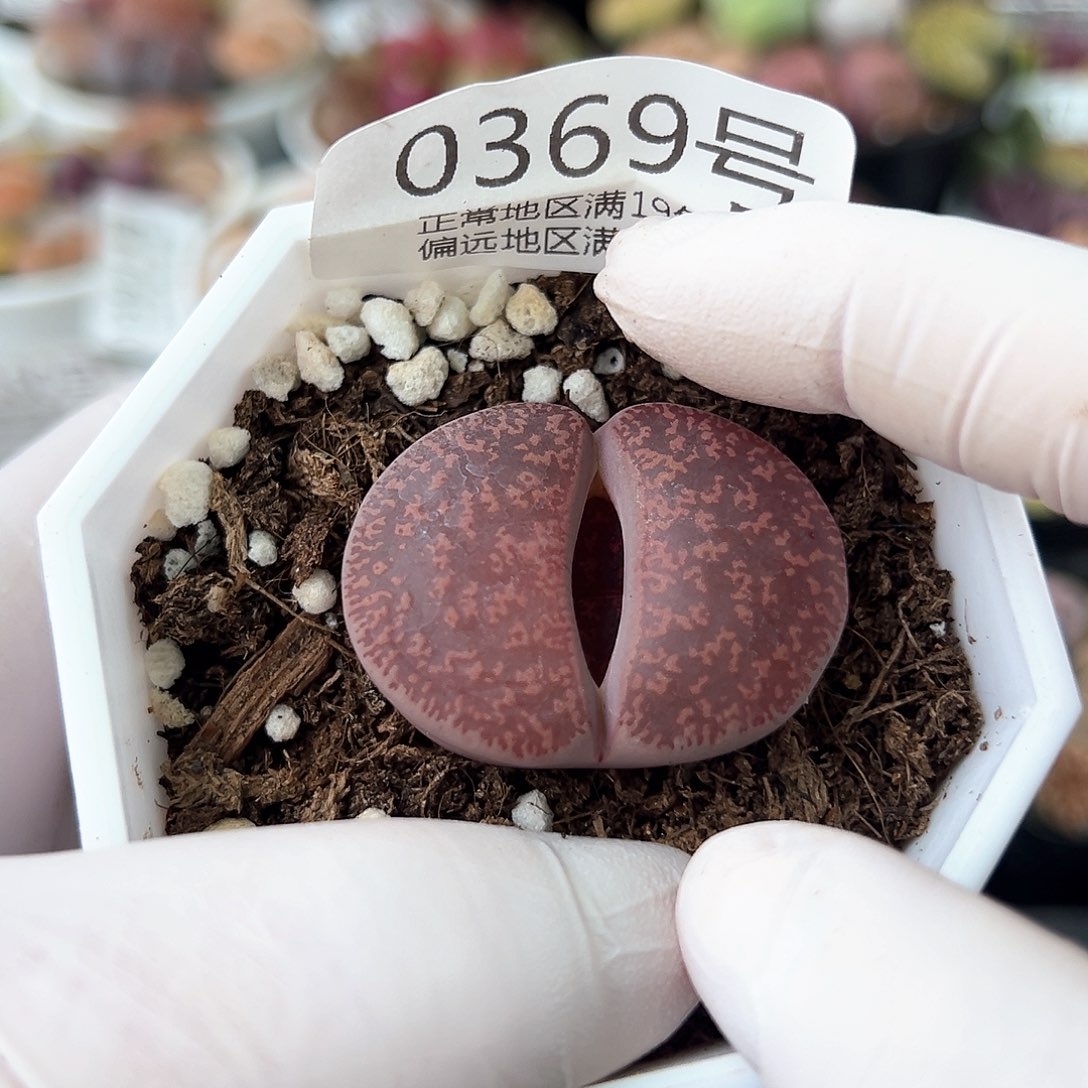 好养易活生石花大母本0369