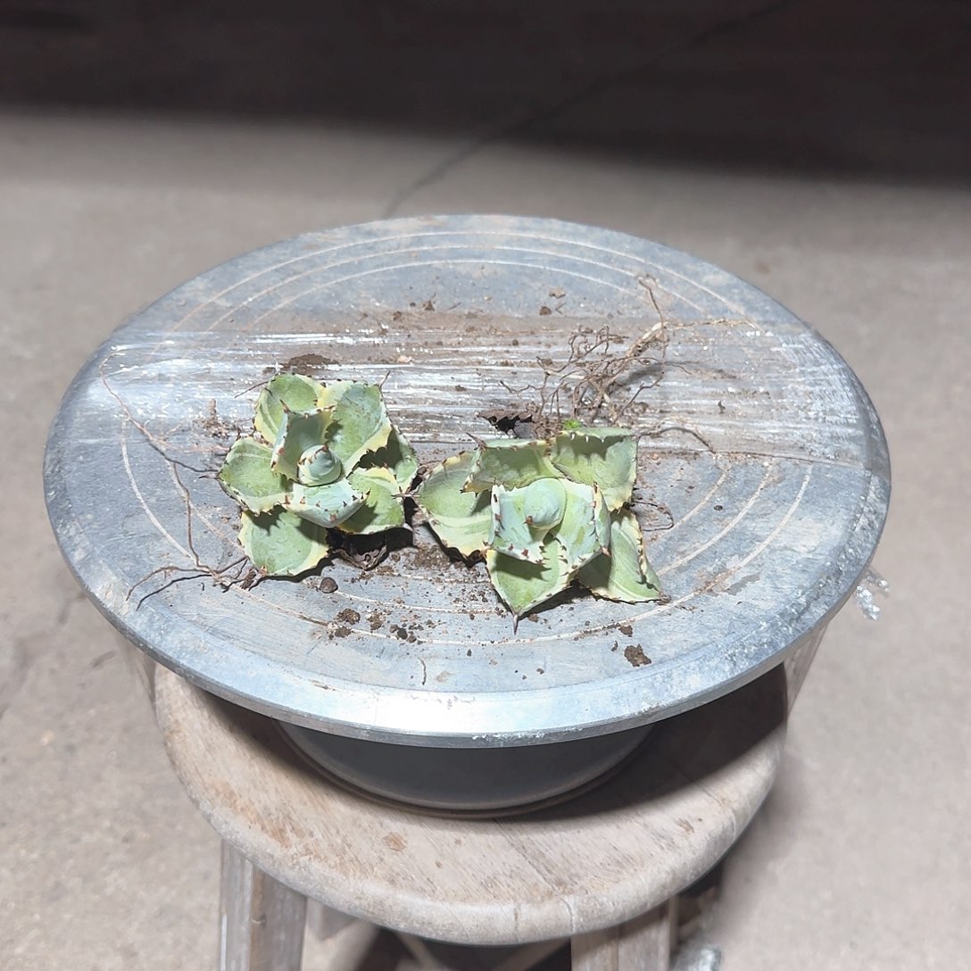连刺甲蟹锦龙舌兰两个