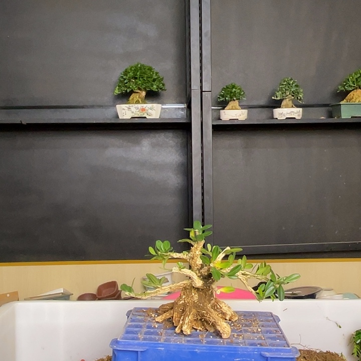 无花朵麒麟密叶黄杨