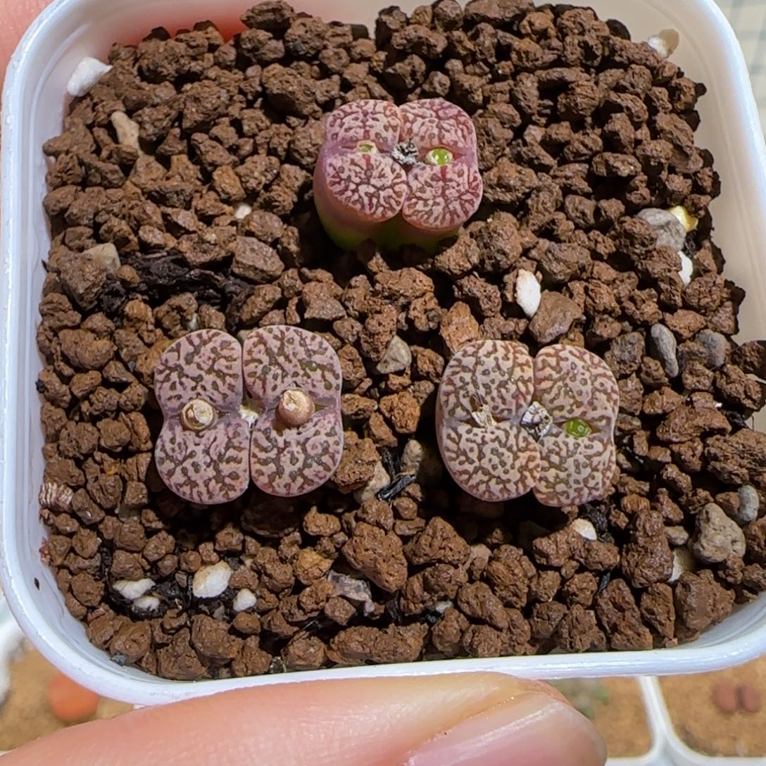 肉锥多肉植物组合-勋章一盆137
