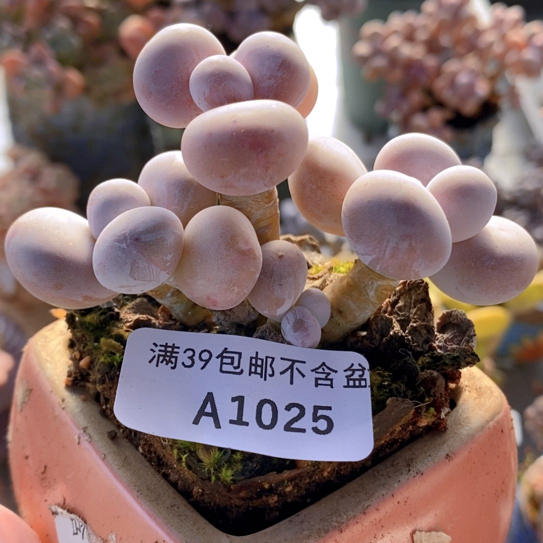 芭比奶洛8cm1025多肉植物