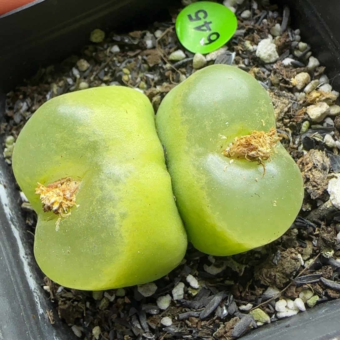 大黄绿毛多肉植物645