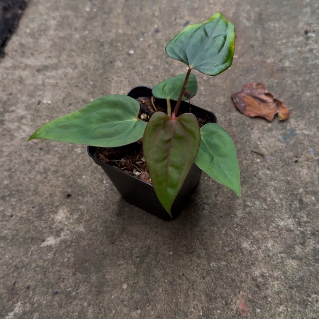 无花朵红蜘蛛盾杂南美戴斯