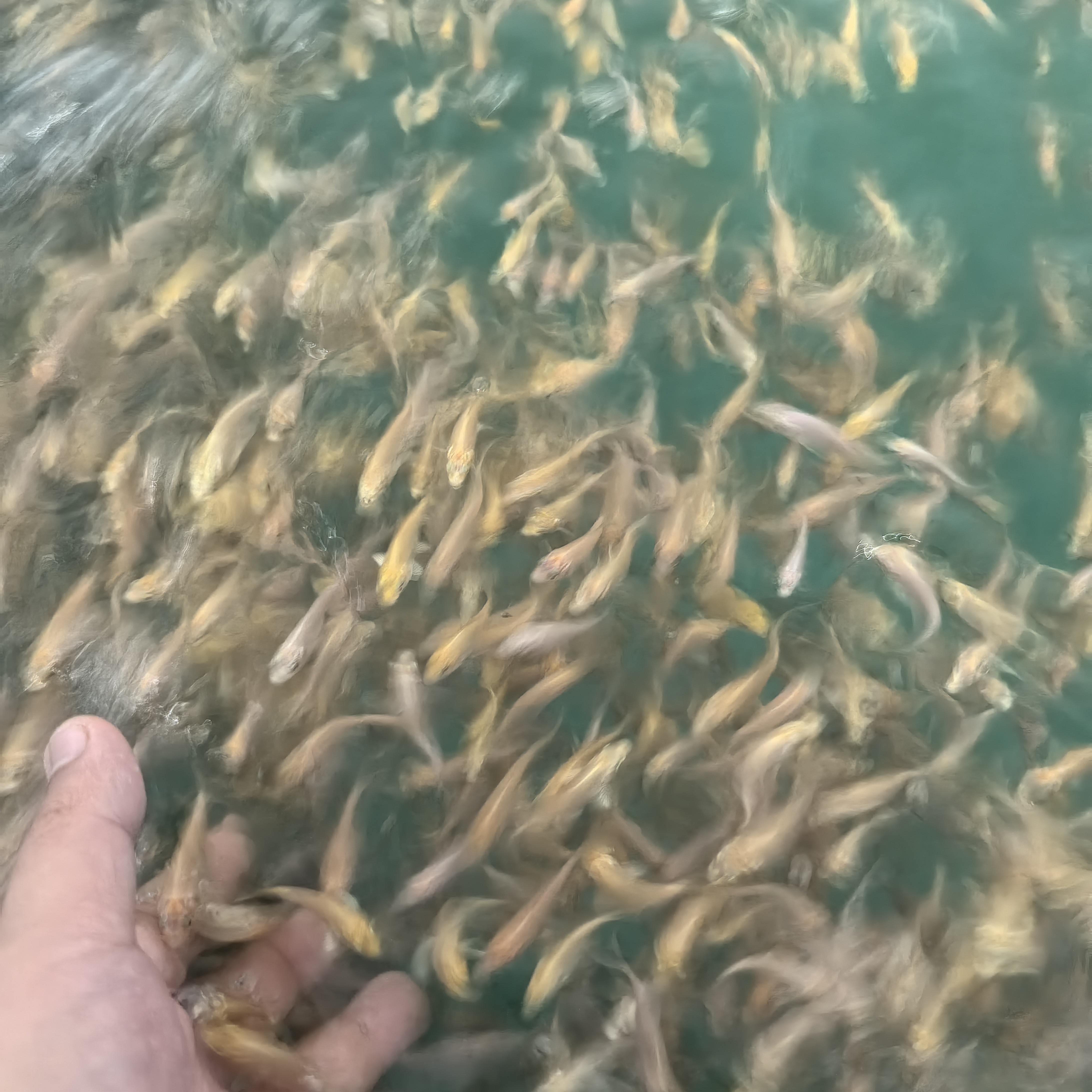 张凯红蝴蝶鲤寸片4-5厘米条