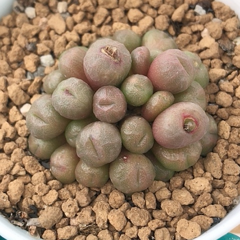 多肉肉锥 蜜枣铜壶