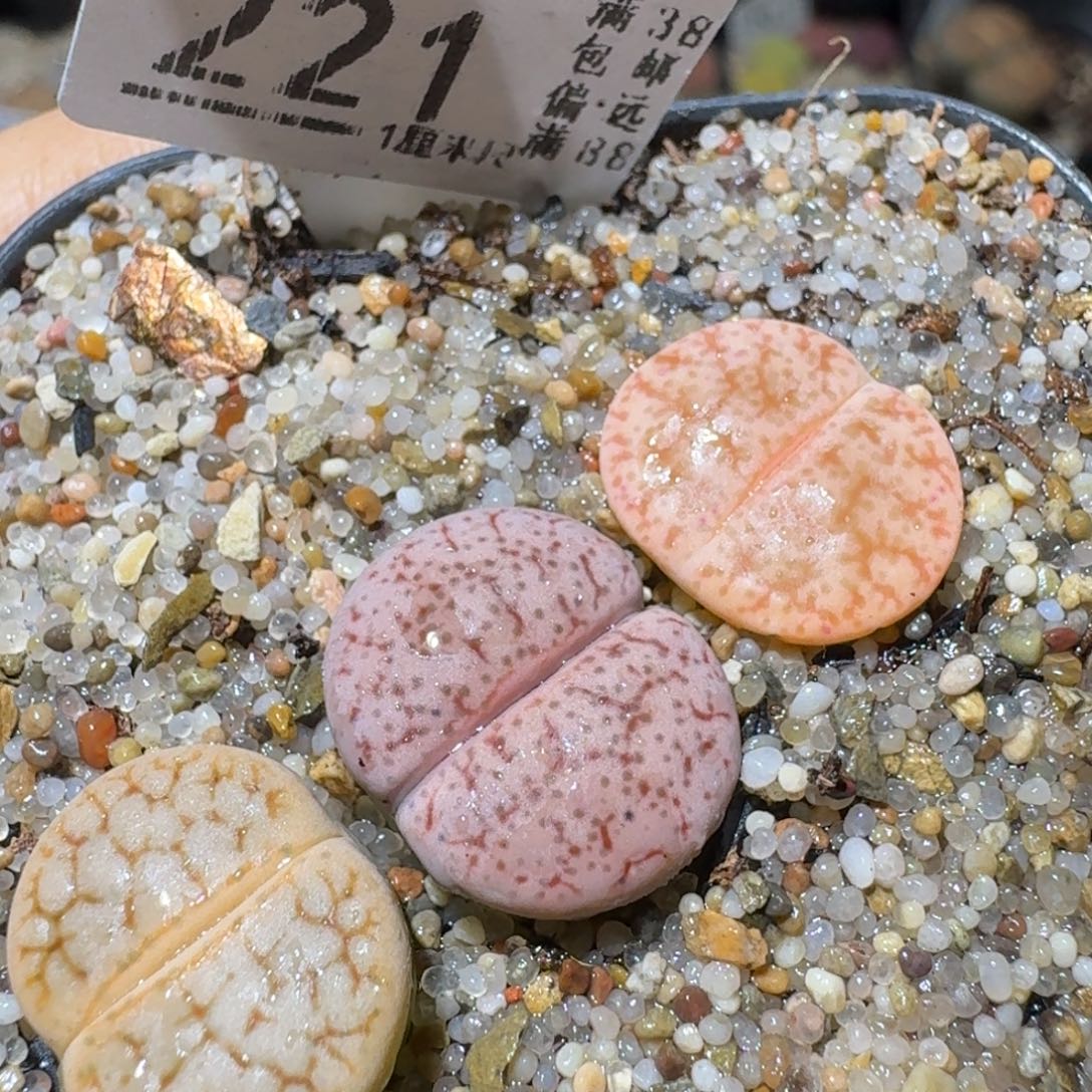 Sss清仓便宜了221