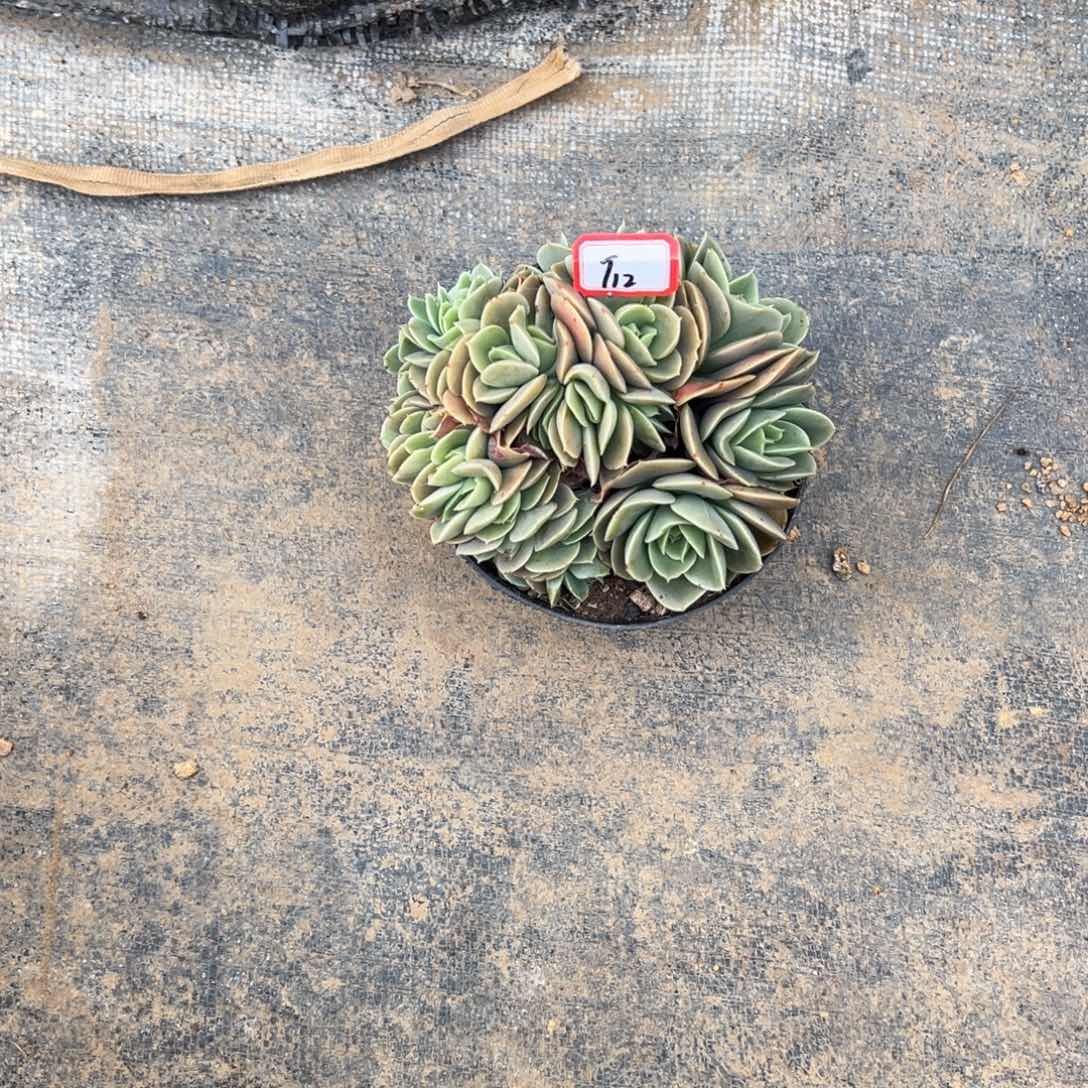 馨***冉精品多肉植物老桩