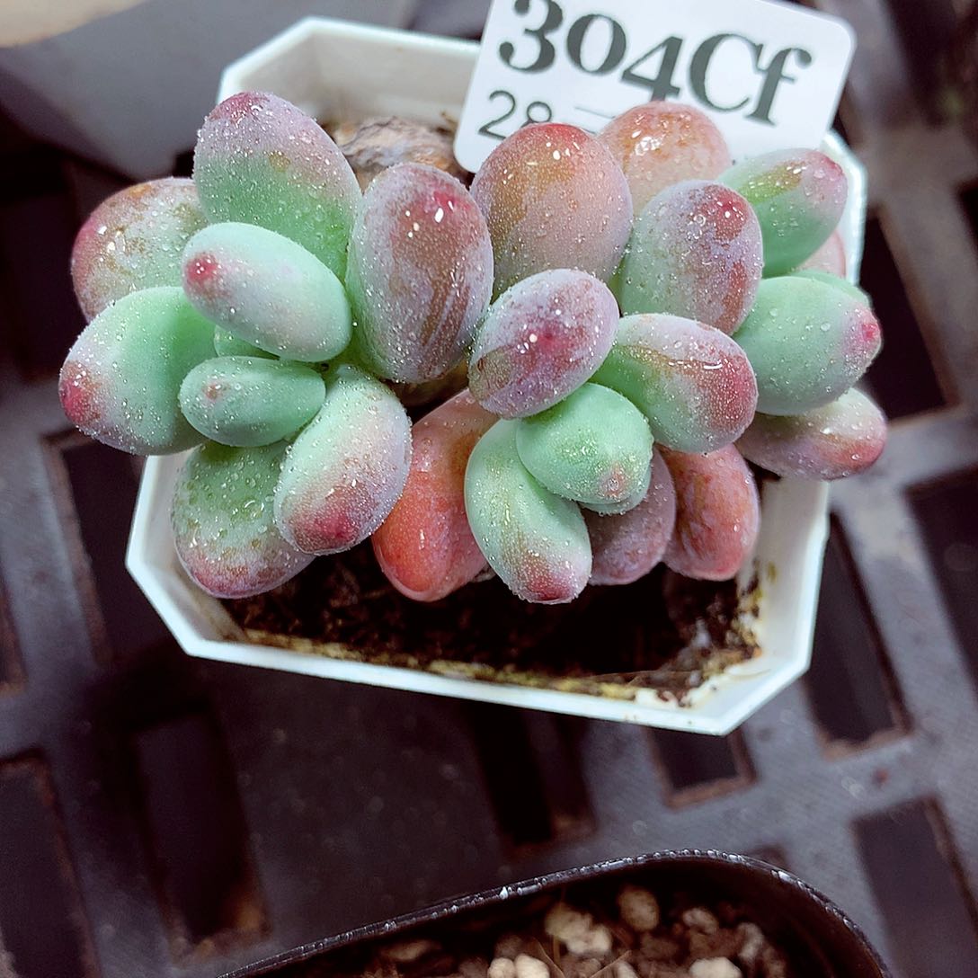 5厘米盆精控多肉304