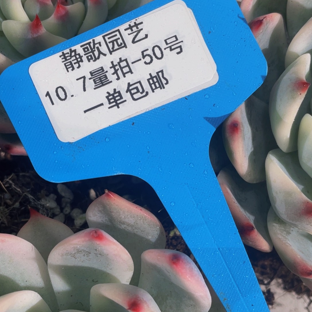 1007-50-吉娃娃锦尾货福利一颗