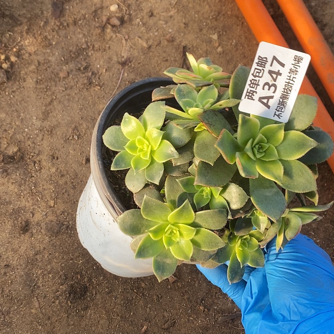 347艳日辉多肉法师锦叶片摩擦变黑