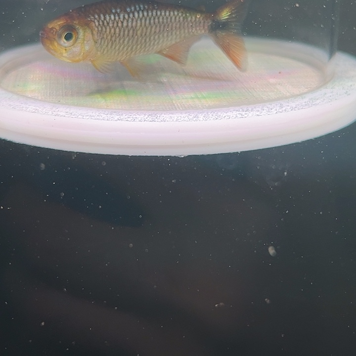 灯科鱼粉色牌13号 白金红翼幽灵可卡