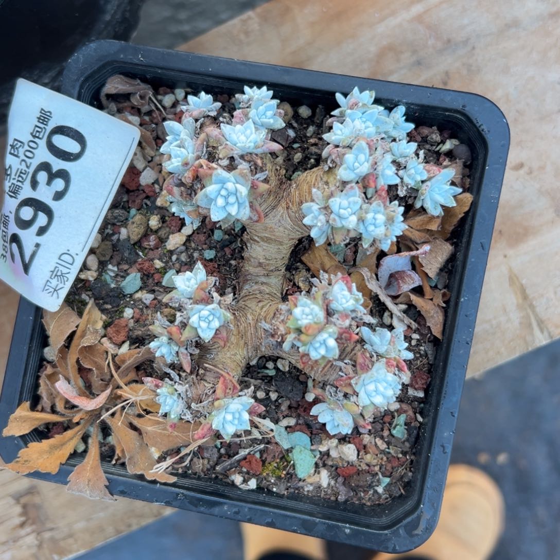 格诺玛韩菊～一物一拍2930