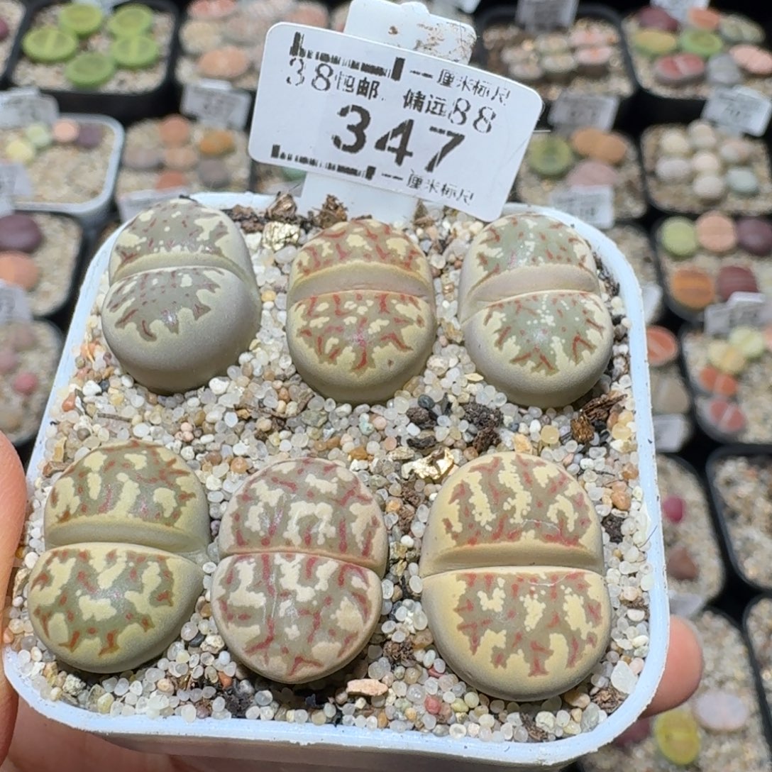 暖***WSss清仓便宜卖347