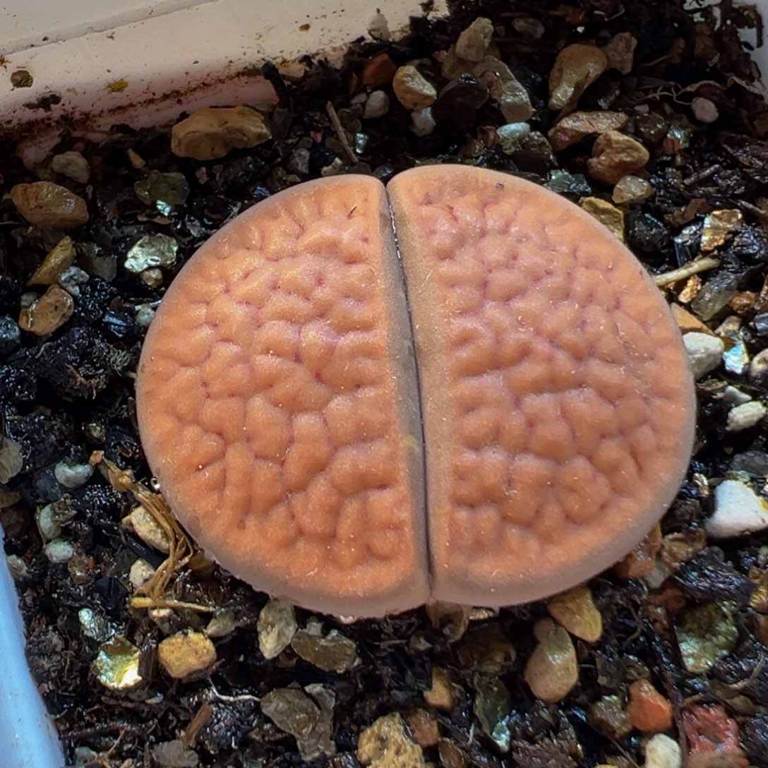 582多肉植物种类多样