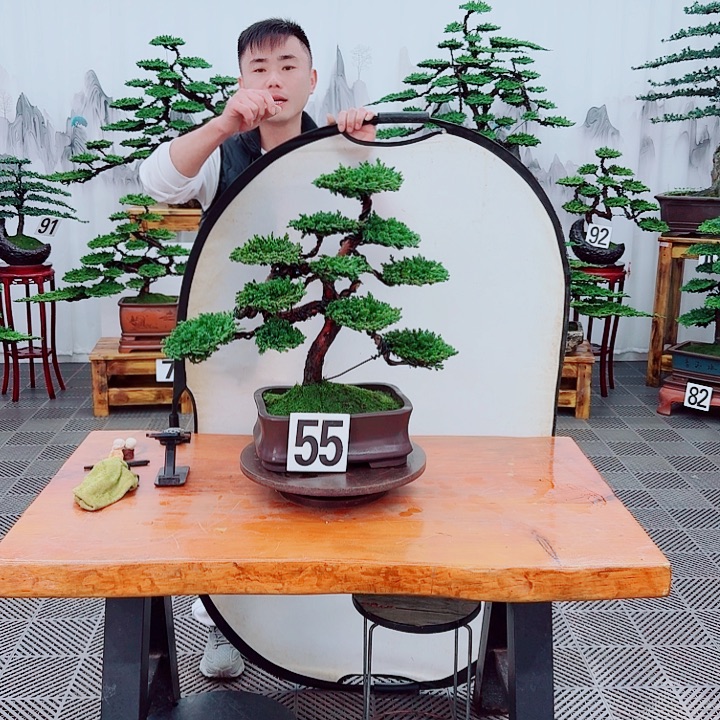 无花朵松柏盆景，一物一拍