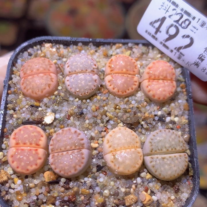 精品生石花220.492