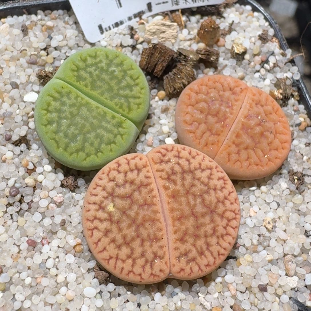 Zzz生石花肉锥1474