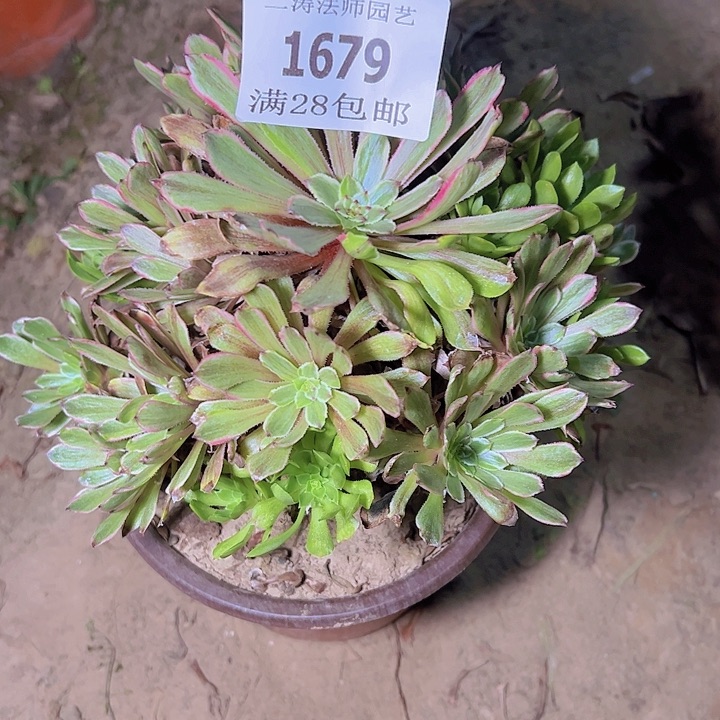 1679粉黛多肉植物2号
