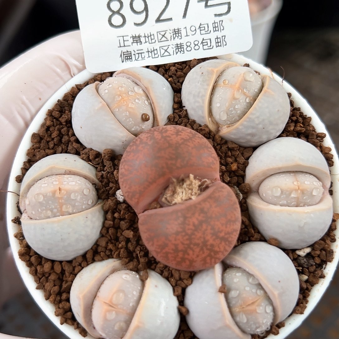 好养易活生石花大母本8927