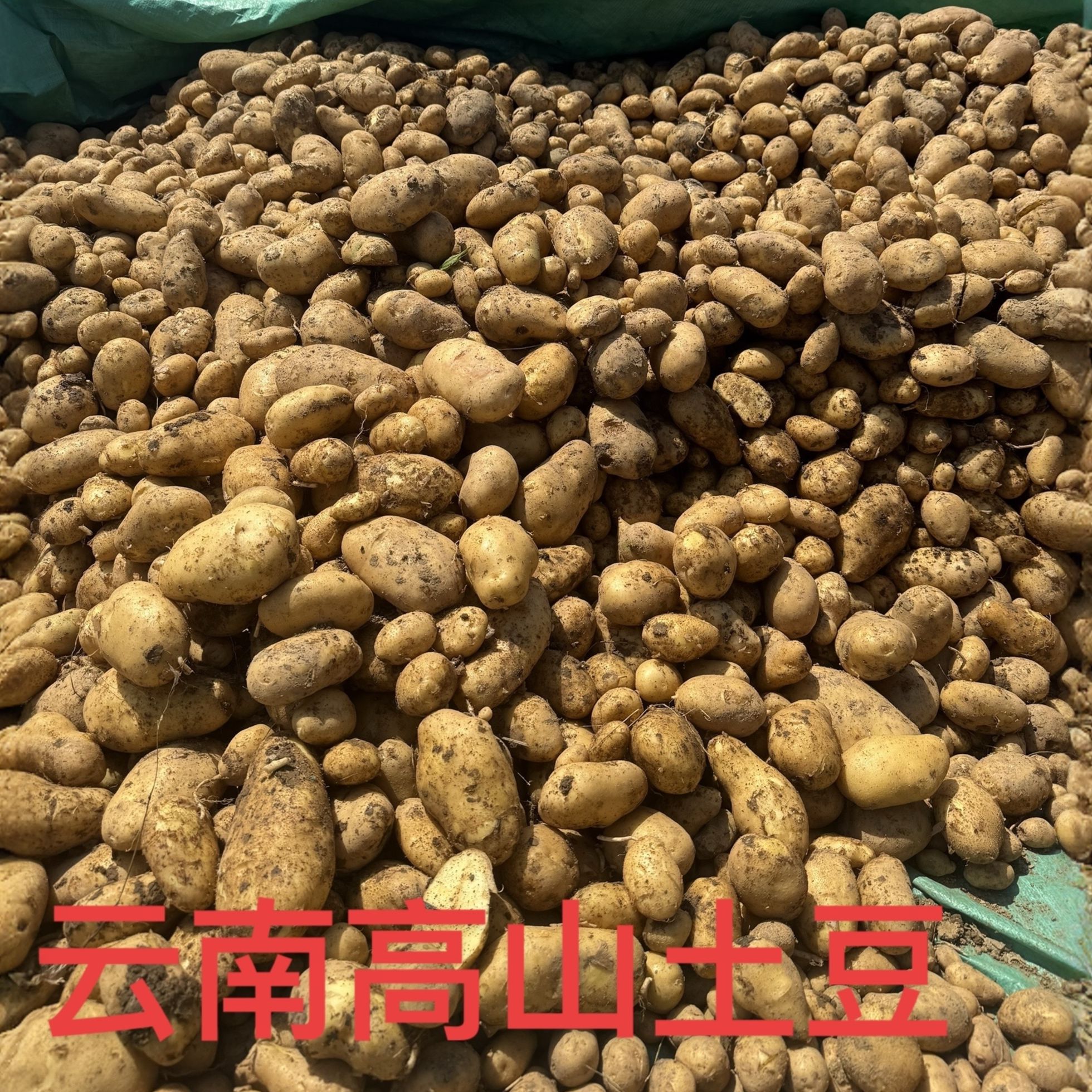 云南高山新鲜黄心土豆农家自种迷你小土豆5/9斤包邮