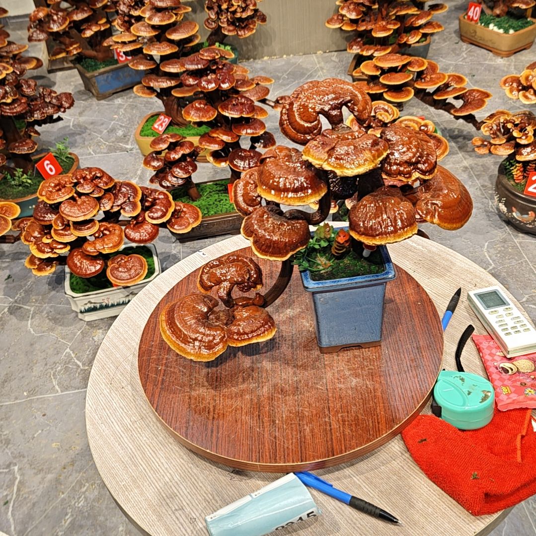 林*纬灵芝盆景高端大气上档次