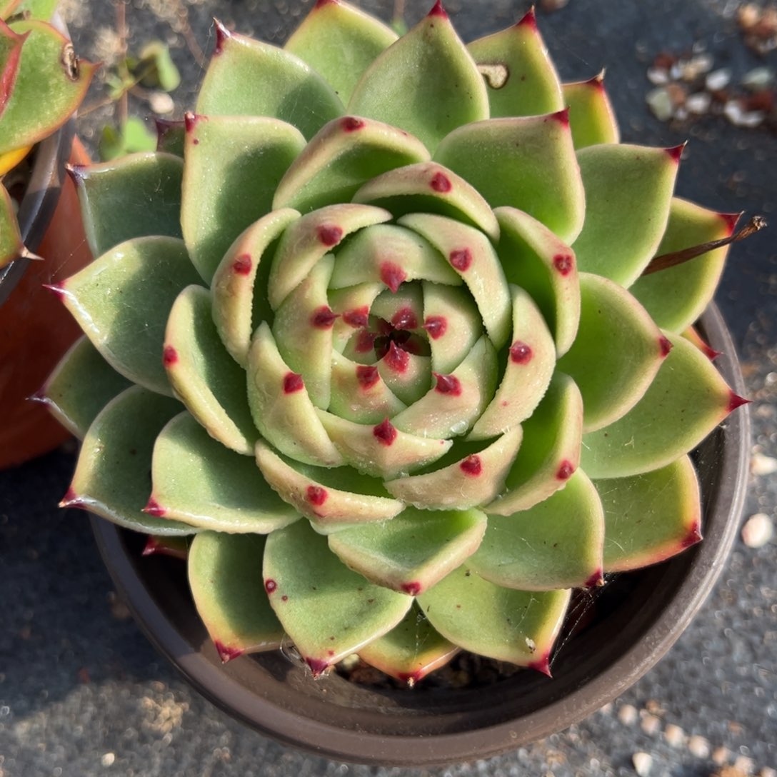 多肉植物一物一拍（115号）