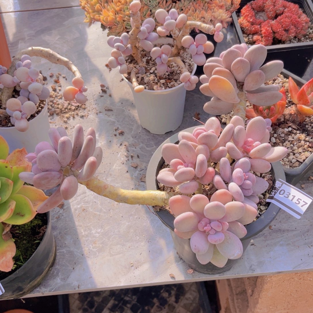 桃美人多肉植物03157