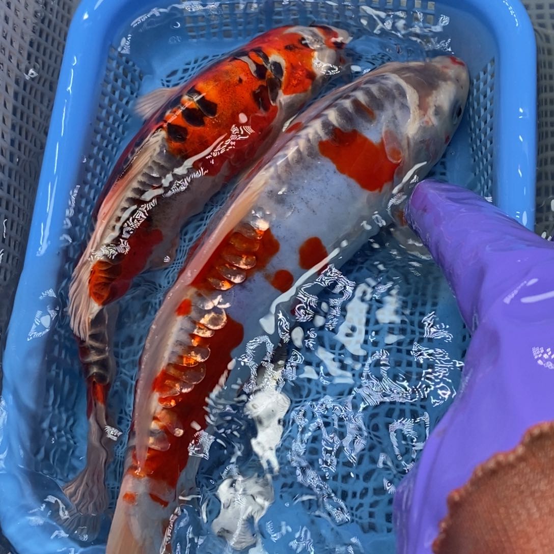 锦鲤冷水锦鲤包邮