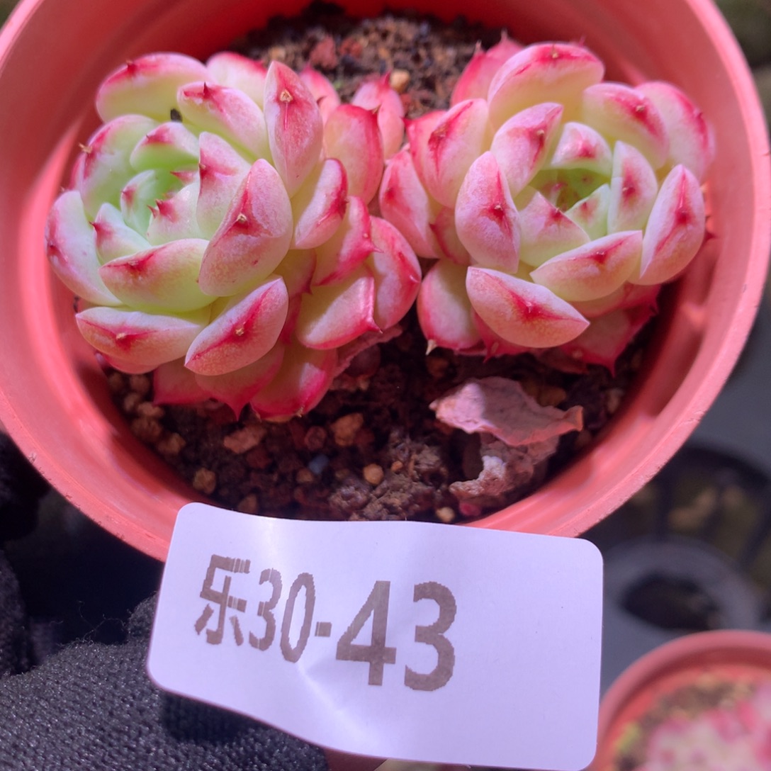 乐然30-43 薄荷冰沙 