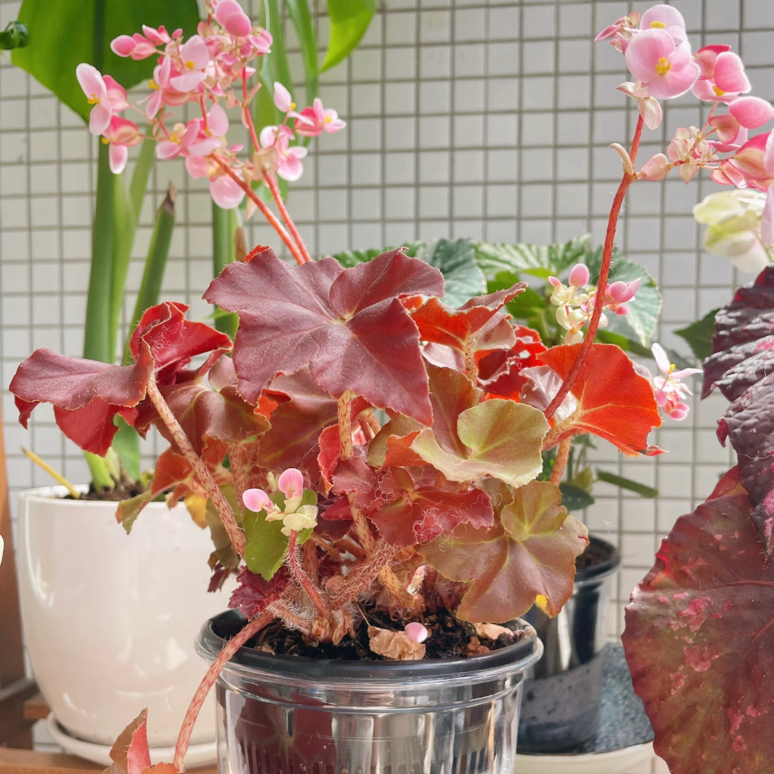 红丝绒鬼灯丸秋海棠室内绿植网红ins风花卉盆栽好养