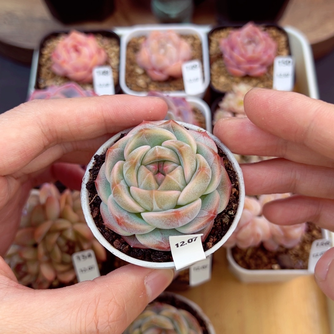 好好看159、哈哈哈哈