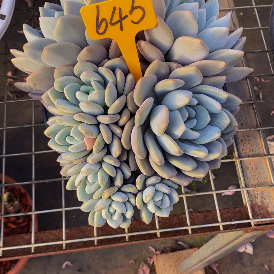 小***跑桃梦645。                