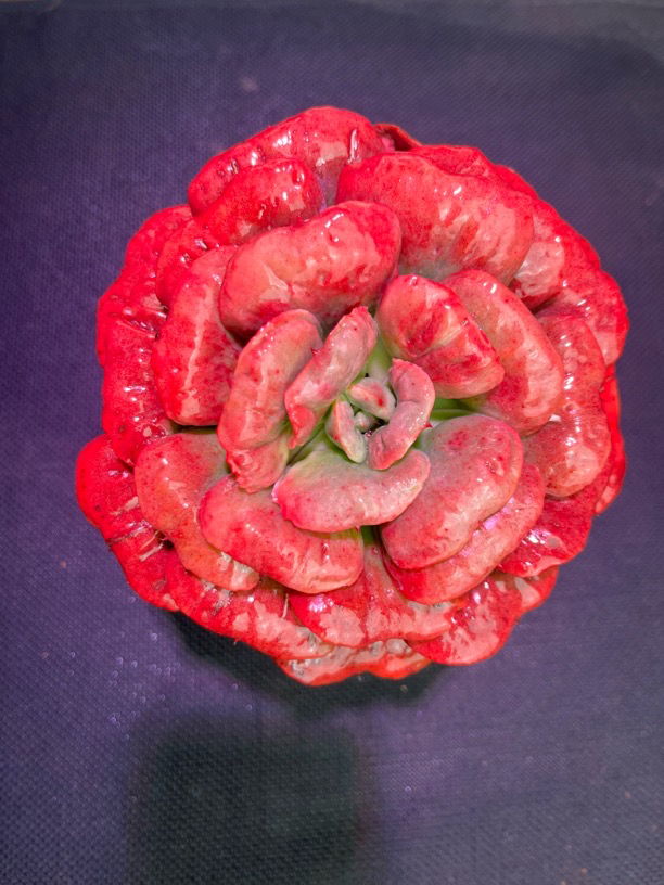 精控星之月 买一送一 老桩精品