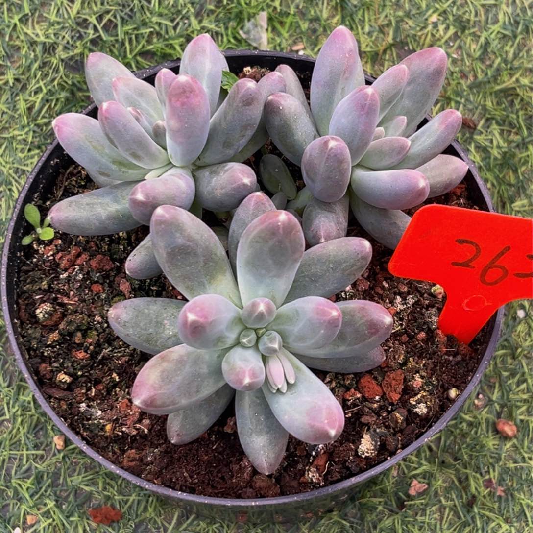 2622下午多肉植物群生