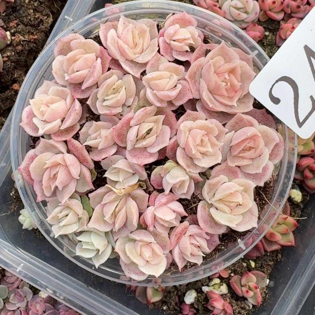 多肉植物多肉植物244