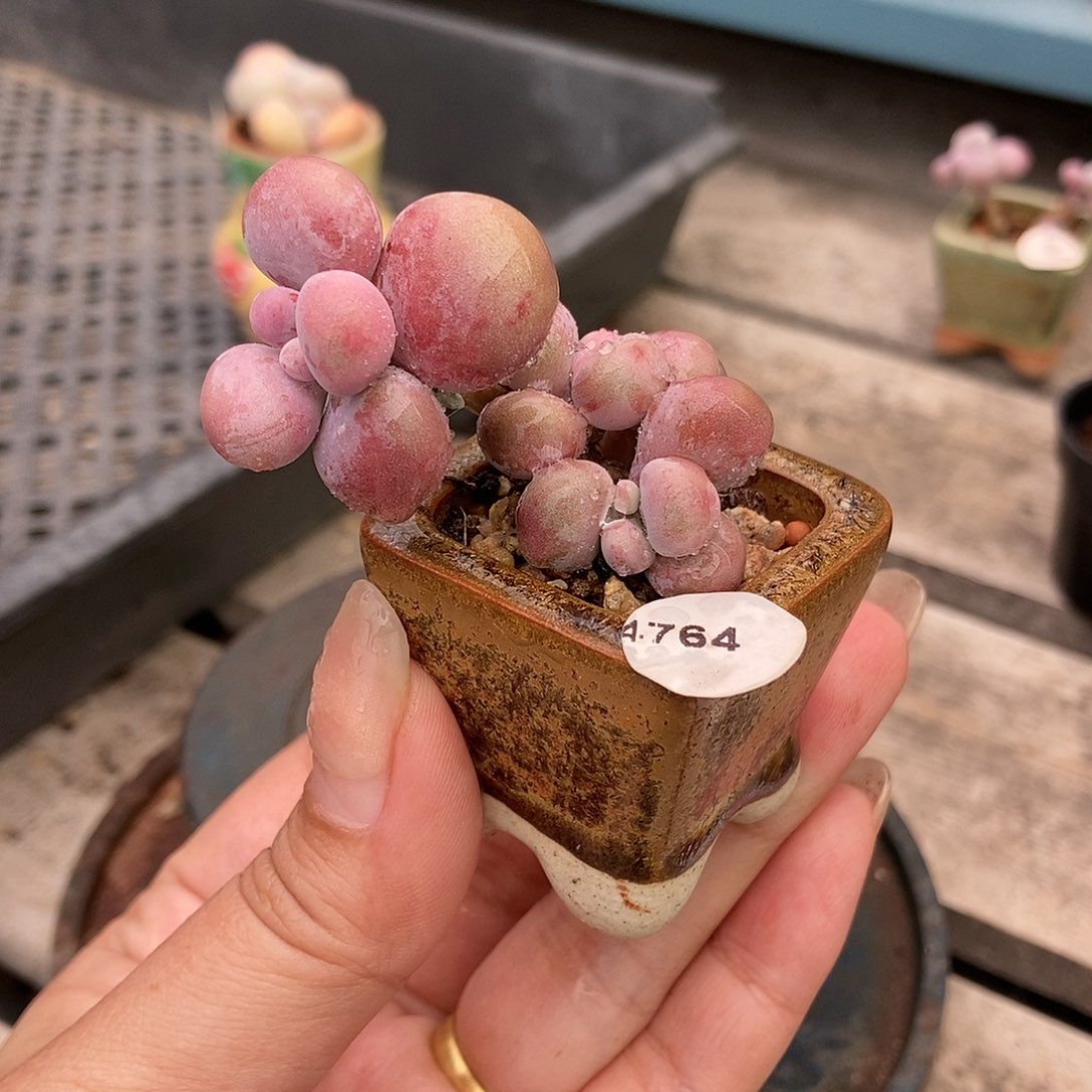 4764糖果腰子蛋带盆土