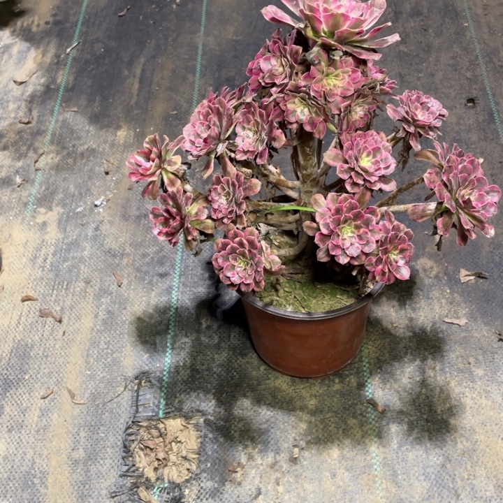 12红铜白多肉多肉植物