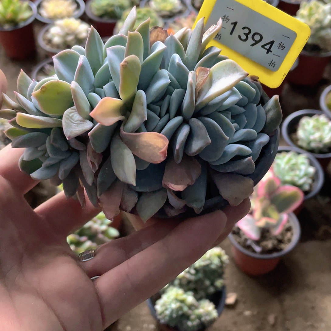 *****1394号多肉植物盆栽