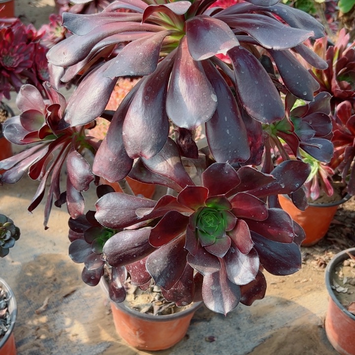 506无毒多肉植物