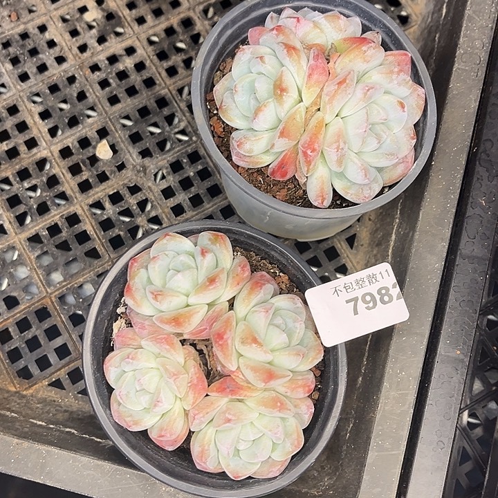 阿雅园艺。         7982