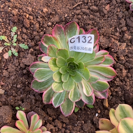 132万花筒多肉植物