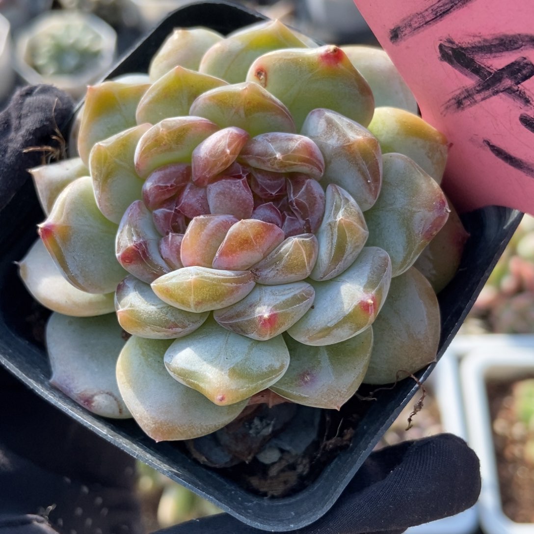 143冰魄多肉植物多肉