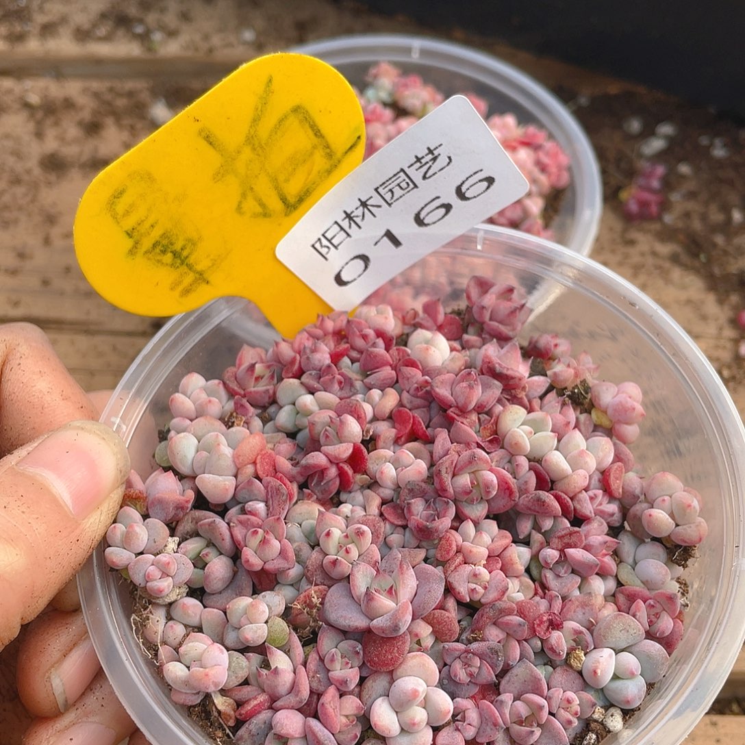 量拍多肉植物多肉植物166