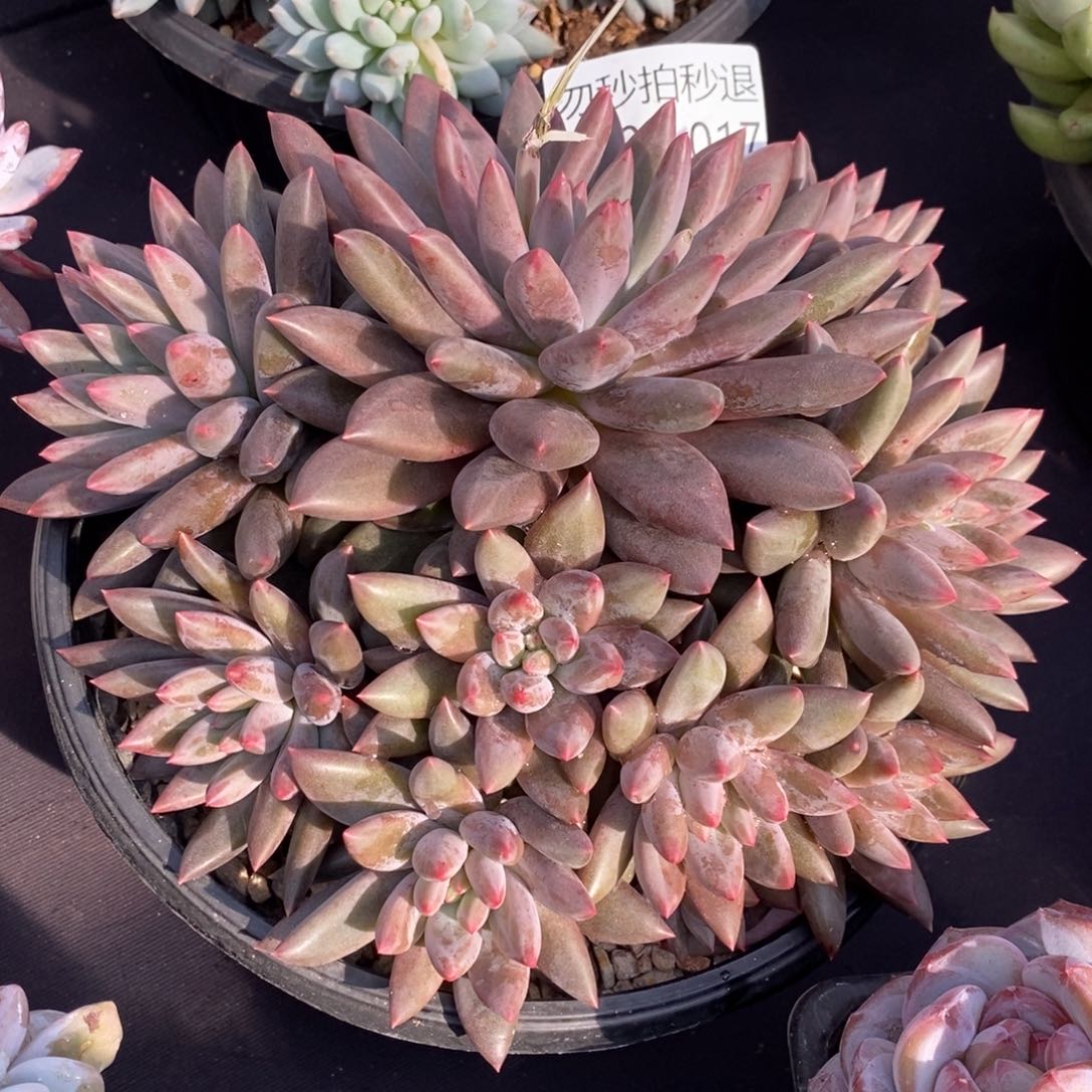 两单包邮0101-17红蜻蜓