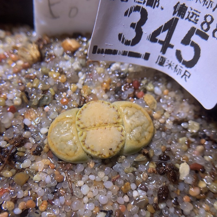 Sss精品生石花345