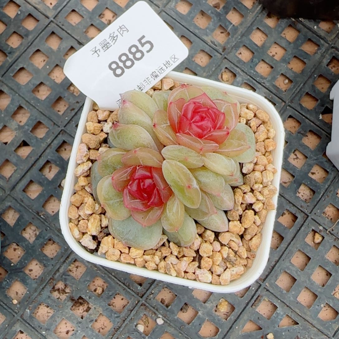 彩恋，8885多肉植物