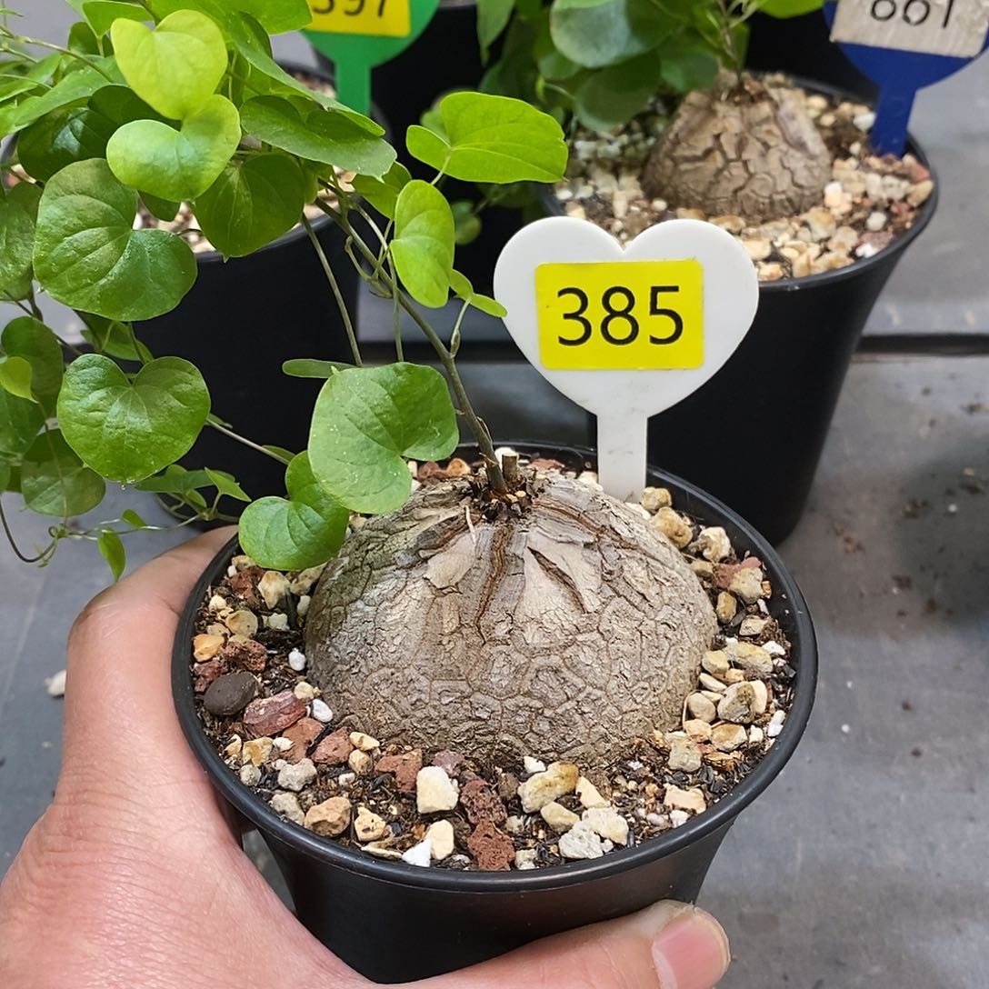 南非龟甲龙龟甲龙